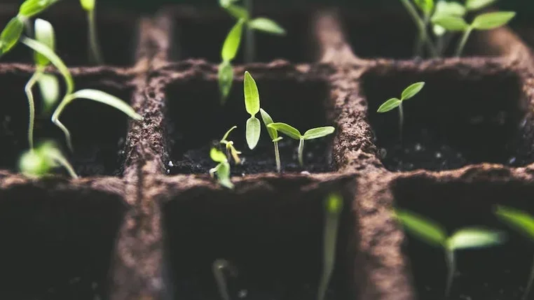 Pilot Translational and Clinical Studies