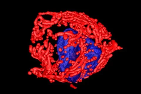 Mitochondria in Cancer Cells