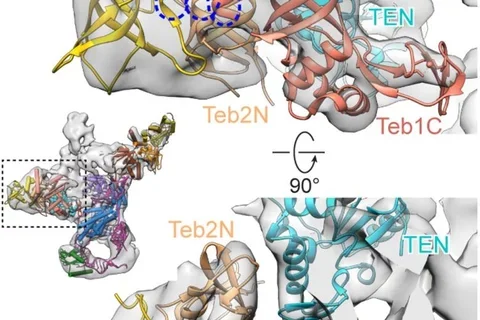 UCLA Researchers produce clearest-ever image of telomerase