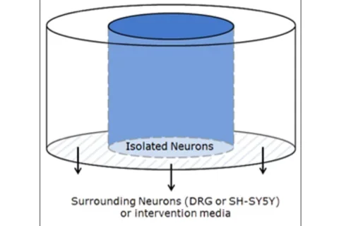 UCLA and CDU Scientists Gain New Insights into Communication by Cancer Cells