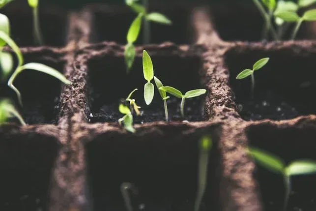 Pilot Translational and Clinical Studies