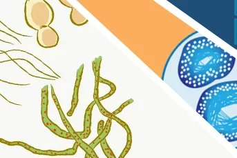 Montage of journal graphics