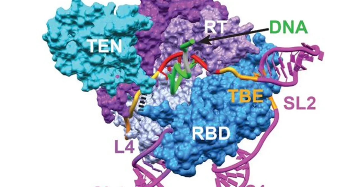 Inner workings of telomerase revealed; scientists are the first to ...