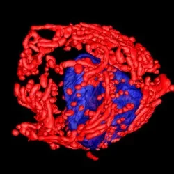 Mitochondria in Cancer Cells