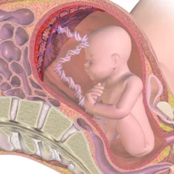 Genetic changes in placenta linked to poor fetal weight-gain, UCLA scientists find