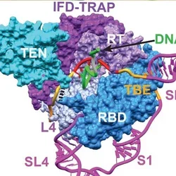 inner_workings_of_telomerase_revealed;_scientists_are_the_first_to_capture_telomerase_making_dna
