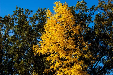 Trees with changing colors