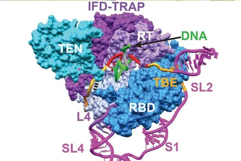 inner_workings_of_telomerase_revealed;_scientists_are_the_first_to_capture_telomerase_making_dna