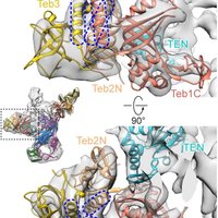UCLA Researchers produce clearest-ever image of telomerase